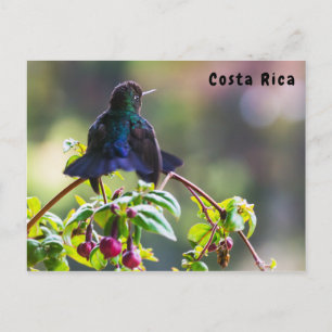 Cartão Postal Pássaro da Costa Rica - Pássaro Hummingbird com 