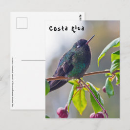 Cartão Postal Pássaro da Costa Rica - Pássaro Hummingbird com ga