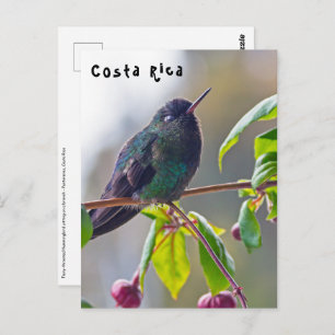 Cartão Postal Pássaro da Costa Rica - Pássaro Hummingbird com ga