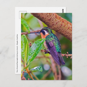 Cartão Postal Pássaro da Costa Rica - Pássaro Hummingbird com ga