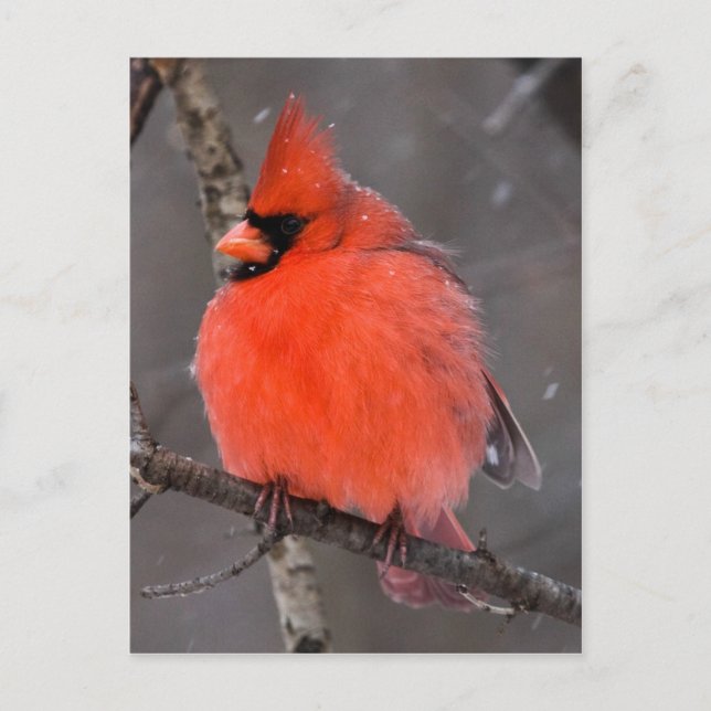 Cartão Postal Pássaro da Neve (Frente)