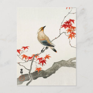 Cartão Postal Pássaro da Peste Japonesa em Maple por Ohara Koson