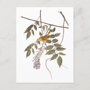 Cartão Postal Pássaro de Audubon Amarelo-Azul na Wisteria