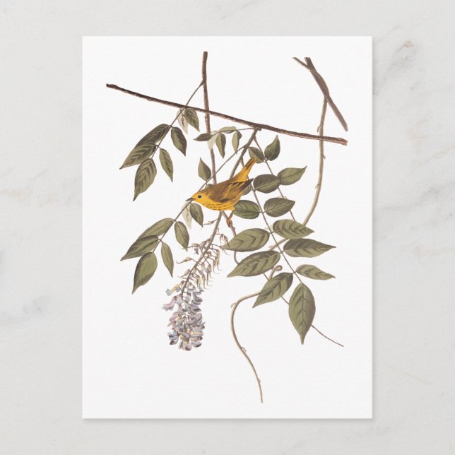 Cartão Postal Pássaro de Audubon Amarelo-Azul na Wisteria (Frente)