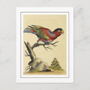 Cartão Postal Pássaro de Papagaio-do-anjo-preto