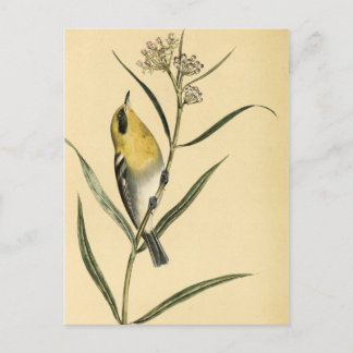 Cartão Postal Pássaro de Warbler Amarelo Vintage