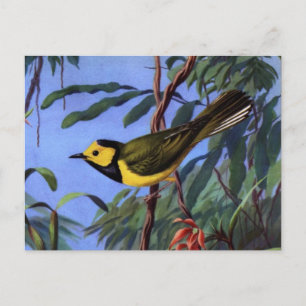 Cartão Postal Pássaro-de-weber-de-capuz