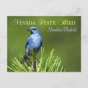 Cartão Postal Pássaro do Estado de Nevada - Mountain Bluebird