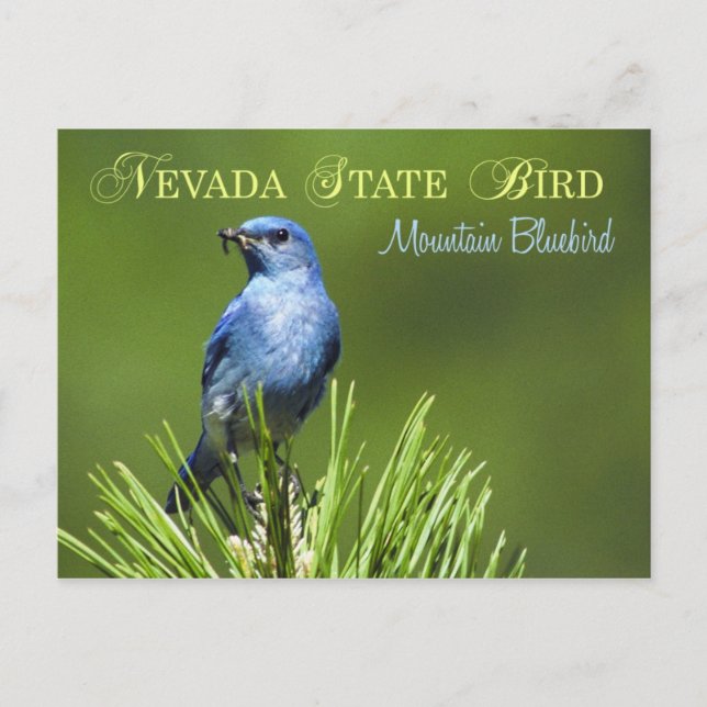 Cartão Postal Pássaro do Estado de Nevada - Mountain Bluebird (Frente)