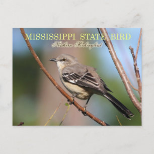 Cartão Postal Pássaro do Estado do Mississippi - Mockingbird No