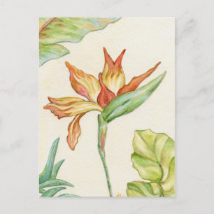 Cartão Postal Pássaro do Paraíso