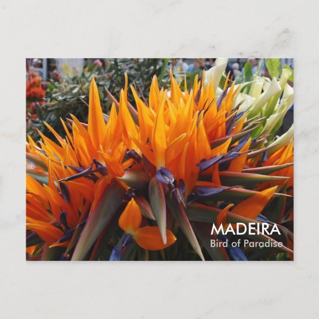 Cartão Postal Pássaro do Paraíso, MADEIRA (Frente)