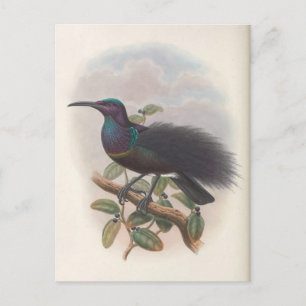 Cartão Postal Pássaro do Paraíso por John Gould, Ilustração