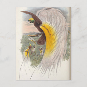 Cartão Postal Pássaro do Paraíso por John Gould, Ilustração 