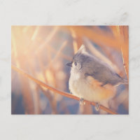 Pássaro do Titmouse Tufado Adorável
