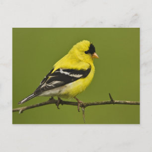 Cartão Postal Pássaro-doméstico-americano macho em plumagem repr