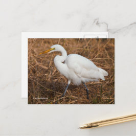 Cartão Postal Pássaro Egret do Excelente Elegante nas Leeds