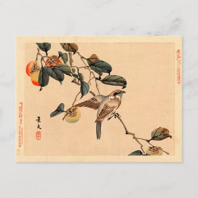 Cartão Postal Pássaro em PersimmonTree (Frente)