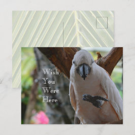 Cartão Postal Pássaro em Tree Kauai
