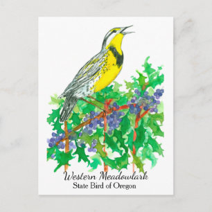 Cartão Postal Pássaro Flor do Oregon Meadowlark