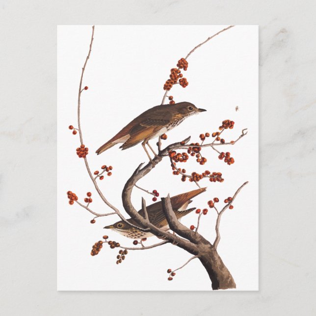 Cartão Postal Pássaro Hermit Thrush Audubon com Berries Vermelho (Frente)