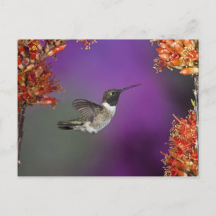 Cartão Postal Pássaro Humingbird, Archilochus alexandri,