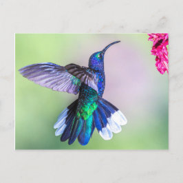Cartão Postal Pássaro Humino Roxo em uma Pose Graciosa