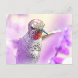 Cartão Postal Pássaro Hummingbird Rosa Voando sobre Flores Roxas