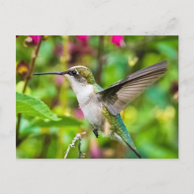 Cartão Postal Pássaro Hummingno Voo (Frente)