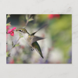 Cartão Postal Pássaro Hummingno Voo