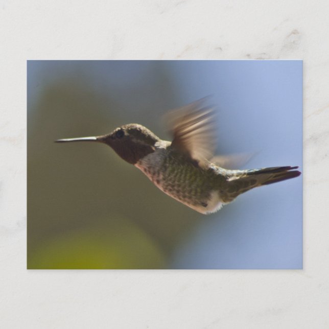 Cartão Postal Pássaro Hummingno Voo (Frente)