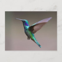 Pássaro Hummingno Voo