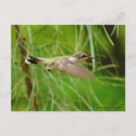 Cartão Postal Pássaro Hummingno Voo