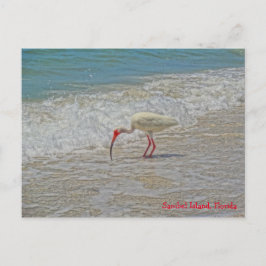 Cartão Postal Pássaro Ibis Branco na Ilha Sanibel de Praia na Fl