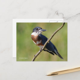 Cartão Postal Pássaro Kingfisher Cinturado Sunlit no Branch