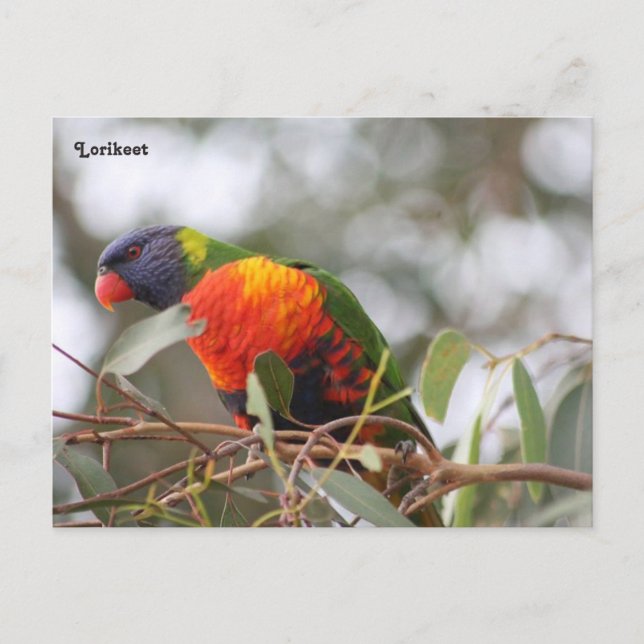 Cartão Postal Pássaro Lorikeet (Frente)