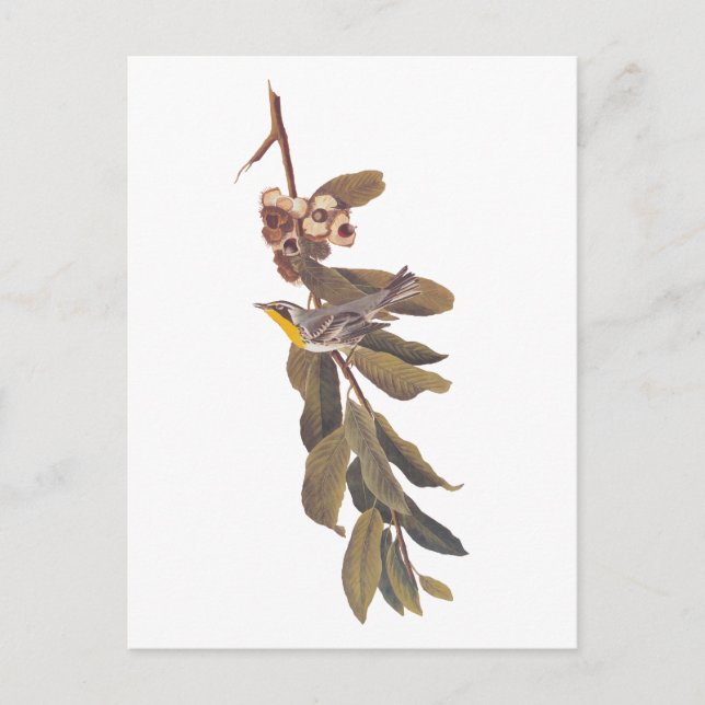 Cartão Postal Pássaro Mariquita-de-Audubon no Galho de uma Árvor (Frente)