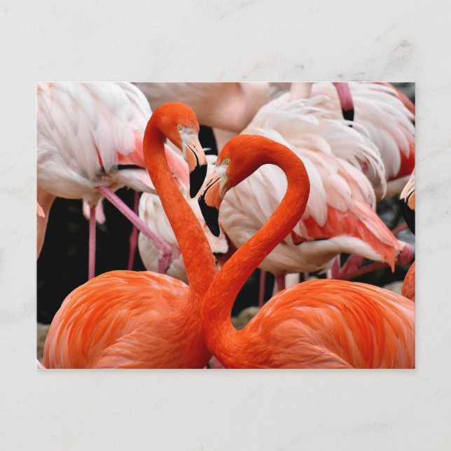 Cartão Postal Pássaro Namorados-do-coração, Flamingo, Rosa, Febr (Frente)
