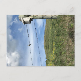 Cartão Postal Pássaro nas Montanhas de Urso com Fio de Barco