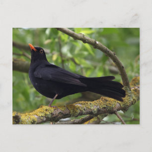 Cartão Postal Pássaro Negro