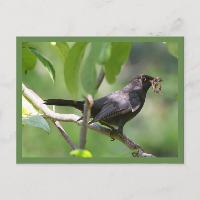 Cartão Postal Pássaro Negro (Frente)