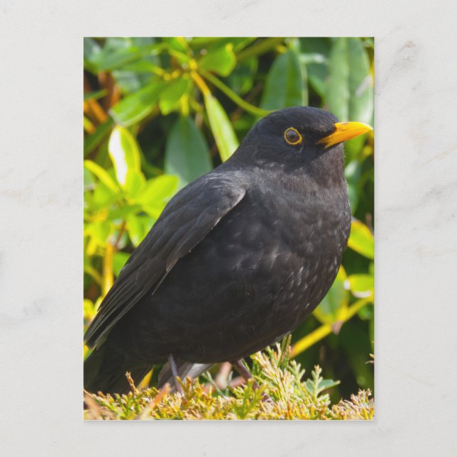 Cartão Postal Pássaro Negro (Frente)
