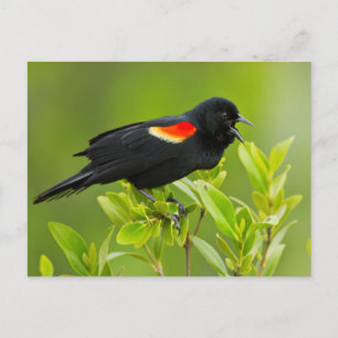 Cartão Postal Pássaro Negro-Amarelo (Agelaius Phoeniceus)