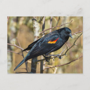 Cartão Postal Pássaro Negro de asa vermelha