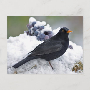 Cartão Postal Pássaro Negro na neve