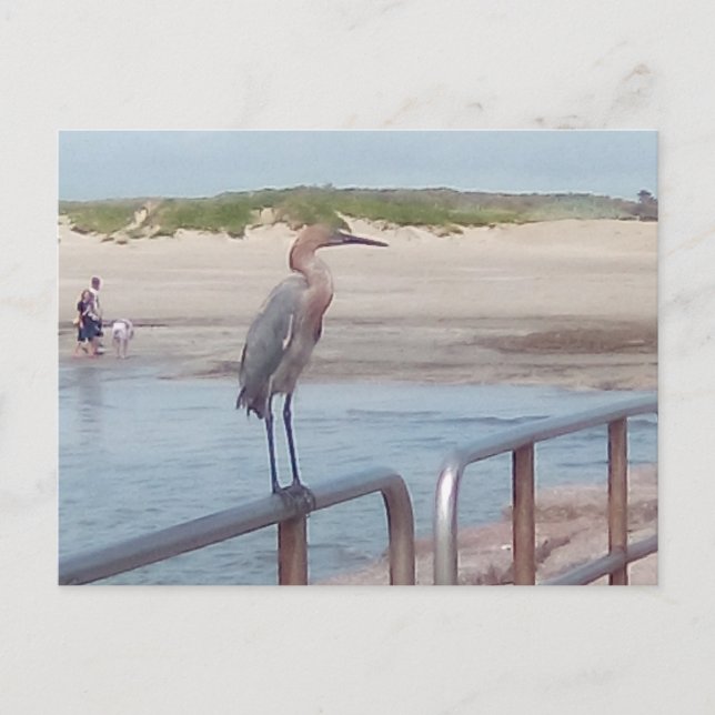 Cartão Postal Pássaro no molhe - Corpus Christi, Texas (Frente)