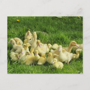 Cartão Postal pássaro, pato, patinho, amarelo, natureza, fofo, b