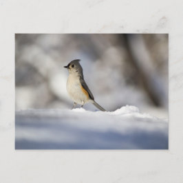 Cartão Postal Pássaro Pequeno na Neve
