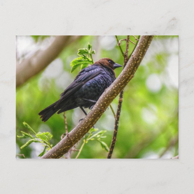 Cartão Postal Pássaro-preto-de-cabeça-castanha (Frente)
