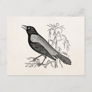 Cartão Postal Pássaro Preto De Corvo Enferrujado Vintage - Aves 